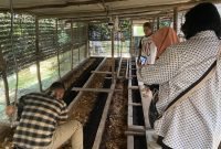 Pengunjung sedang meninjau bedeng tempat budi daya cacing dalam Program Budidaya Cacing Tanah Muda Jaya Organik PLN Nusantara Power UP Tenayan. Pemanfaatan limbah organik seperti ampas tahu, limbah parutan kelapa dan limbah kelapa sawit membuat program ini berhasil menerapkan prinsip ekonomi sirkular dalam pemberdayaan masyarakat.