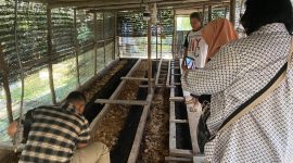 Pengunjung sedang meninjau bedeng tempat budi daya cacing dalam Program Budidaya Cacing Tanah Muda Jaya Organik PLN Nusantara Power UP Tenayan. Pemanfaatan limbah organik seperti ampas tahu, limbah parutan kelapa dan limbah kelapa sawit membuat program ini berhasil menerapkan prinsip ekonomi sirkular dalam pemberdayaan masyarakat.