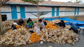 PLN Nusantara Power UP Tanjung Awar-awar memanfaatkan limbah pertanian jagung sebagai bahan campuran batu bara (co-firing) pada PLTU berkapasitas terpasang  2 X 350 MW di Desa Wadung, Kecamatan Jenu, Tuban.