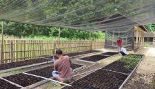 Sistem penyiraman dan pemeliharaan tanaman di Rumah Bibit Gombang kini diotomatisasi dan didigitalisasi menggunakan energi listrik sebagai sumber utama. Penerapan teknologi Internet of Things (IoT) memungkinkan pemantauan kondisi tanaman secara real-time, termasuk suhu, kelembapan, dan kebutuhan air, sehingga proses pembibitan menjadi lebih presisi, efisien, dan ramah lingkungan.