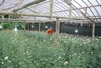 Potret kebun bunga krisan atau chrysanthemum milik Ketua Kelompok Tani Krekleli, James Mogi di Desa Kakaskasen II, Kota Tomohon, Sulawesi Utara yang memanfaatkan program Electrifying Agriculture dalam proses budidayanya. Sejak menggunakan listrik, hasil panen meningkat signifikan hingga 90 persen.