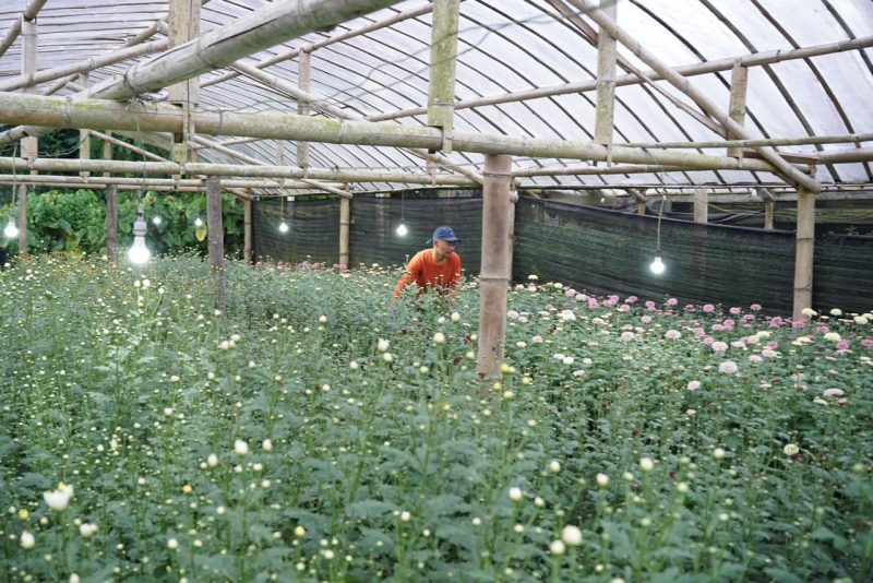 Potret kebun bunga krisan atau chrysanthemum milik Ketua Kelompok Tani Krekleli, James Mogi di Desa Kakaskasen II, Kota Tomohon, Sulawesi Utara yang memanfaatkan program Electrifying Agriculture dalam proses budidayanya. Sejak menggunakan listrik, hasil panen meningkat signifikan hingga 90 persen.