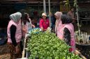 Any Setyaningsih, anggota Kelompok Wanita Tani (KWT) Kampung Tangguh Jaya (KTJ), bersama Srikandi PLN Unit Induk Transmisi Jawa Bagian Barat (UIT JBB) memanen sayuran hasil kebun hidroponik di Kampung Tangguh RW 09, Cakung, Jakarta Timur pada Rabu (15/4).