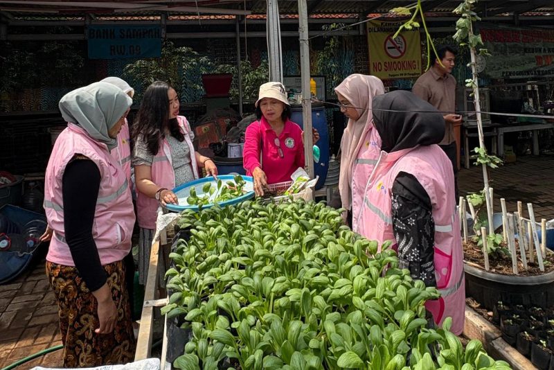 Any Setyaningsih, anggota Kelompok Wanita Tani (KWT) Kampung Tangguh Jaya (KTJ), bersama Srikandi PLN Unit Induk Transmisi Jawa Bagian Barat (UIT JBB) memanen sayuran hasil kebun hidroponik di Kampung Tangguh RW 09, Cakung, Jakarta Timur pada Rabu (15/4).