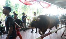 berita-pilihan-foto