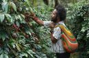 Moses Yigibalom, salah satu petani Kopi Tiom di Kabupaten Lanny Jaya, Papua Pegunungan sedang memanen ceri kopi dari pohon di kebunnya.