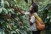 Moses Yigibalom, salah satu petani Kopi Tiom di Kabupaten Lanny Jaya, Papua Pegunungan sedang memanen ceri kopi dari pohon di kebunnya.