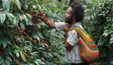 Moses Yigibalom, salah satu petani Kopi Tiom di Kabupaten Lanny Jaya, Papua Pegunungan sedang memanen ceri kopi dari pohon di kebunnya.