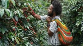 Moses Yigibalom, salah satu petani Kopi Tiom di Kabupaten Lanny Jaya, Papua Pegunungan sedang memanen ceri kopi dari pohon di kebunnya.