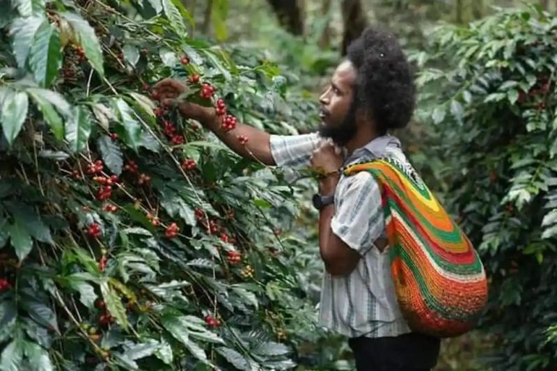 Moses Yigibalom, salah satu petani Kopi Tiom di Kabupaten Lanny Jaya, Papua Pegunungan sedang memanen ceri kopi dari pohon di kebunnya.