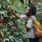 Moses Yigibalom, salah satu petani Kopi Tiom di Kabupaten Lanny Jaya, Papua Pegunungan sedang memanen ceri kopi dari pohon di kebunnya.