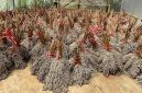 Pengembangan bioenergi berbasis sorgum tidak hanya mendukung transisi energi, tetapi juga sejalan dengan agenda Asta Cita Pemerintah yakni ketahanan energi dan ketahanan pangan nasional. Ilustrasi : Tanaman bioenergi berbasis sorgum