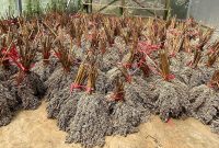 Pengembangan bioenergi berbasis sorgum tidak hanya mendukung transisi energi, tetapi juga sejalan dengan agenda Asta Cita Pemerintah yakni ketahanan energi dan ketahanan pangan nasional. Ilustrasi : Tanaman bioenergi berbasis sorgum