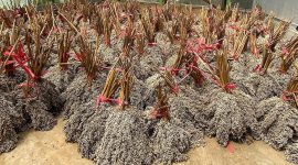 Pengembangan bioenergi berbasis sorgum tidak hanya mendukung transisi energi, tetapi juga sejalan dengan agenda Asta Cita Pemerintah yakni ketahanan energi dan ketahanan pangan nasional. Ilustrasi : Tanaman bioenergi berbasis sorgum