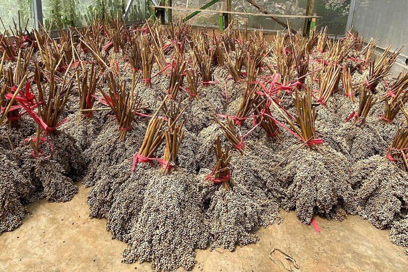 Pengembangan bioenergi berbasis sorgum tidak hanya mendukung transisi energi, tetapi juga sejalan dengan agenda Asta Cita Pemerintah yakni ketahanan energi dan ketahanan pangan nasional. Ilustrasi : Tanaman bioenergi berbasis sorgum