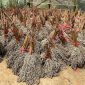 Pengembangan bioenergi berbasis sorgum tidak hanya mendukung transisi energi, tetapi juga sejalan dengan agenda Asta Cita Pemerintah yakni ketahanan energi dan ketahanan pangan nasional. Ilustrasi : Tanaman bioenergi berbasis sorgum