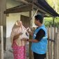 PLN NP memaknai semangat berqurban sebagai bentuk kepedulian dan kebersamaan dengan masyarakat. Melalui penyaluran paket hewan qurban, PLN NP memberikan manfaat secara langsung kepada masyarakat