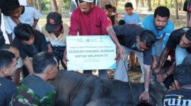 Yayasan Baitul Maal (YBM) PT PLN Energi Primer Indonesia (PLN EPI) menyalurkan  bantuan Qurban di Desa Watohari, Pulau Solor, Flores Timur sebagai bagian dari komitmen perusahaan dalam menghadirkan dampak sosial yang inklusif dan berkelanjutan.