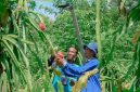 Petani Buah Naga binaan dalam program  CSR PIJAR GEMILANG
(Pengelolaan interwaste untuk trenggulunan dan gerakan mandiri ekonomi terintegrasi limbah organik) PLN NP UP Rembang menunjukkan buah naga siap panen yang dibudidayakan dengan formulasi pupuk organik baru dari limbah organik dan FABA perusahaan serta melalui teknologi lampu ramah lingkungan.