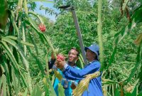 Petani Buah Naga binaan dalam program  CSR PIJAR GEMILANG
(Pengelolaan interwaste untuk trenggulunan dan gerakan mandiri ekonomi terintegrasi limbah organik) PLN NP UP Rembang menunjukkan buah naga siap panen yang dibudidayakan dengan formulasi pupuk organik baru dari limbah organik dan FABA perusahaan serta melalui teknologi lampu ramah lingkungan.