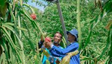Petani Buah Naga binaan dalam program  CSR PIJAR GEMILANG
(Pengelolaan interwaste untuk trenggulunan dan gerakan mandiri ekonomi terintegrasi limbah organik) PLN NP UP Rembang menunjukkan buah naga siap panen yang dibudidayakan dengan formulasi pupuk organik baru dari limbah organik dan FABA perusahaan serta melalui teknologi lampu ramah lingkungan.