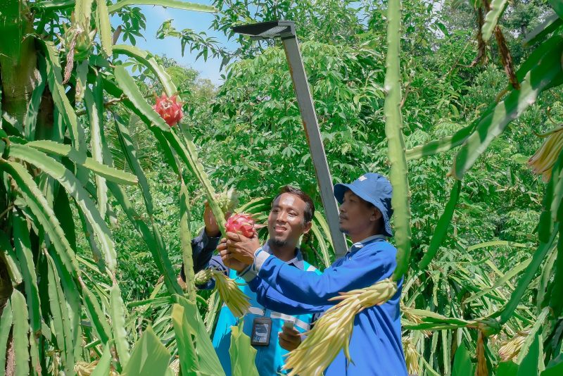 Petani Buah Naga binaan dalam program  CSR PIJAR GEMILANG
(Pengelolaan interwaste untuk trenggulunan dan gerakan mandiri ekonomi terintegrasi limbah organik) PLN NP UP Rembang menunjukkan buah naga siap panen yang dibudidayakan dengan formulasi pupuk organik baru dari limbah organik dan FABA perusahaan serta melalui teknologi lampu ramah lingkungan.