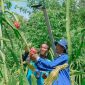 Petani Buah Naga binaan dalam program  CSR PIJAR GEMILANG
(Pengelolaan interwaste untuk trenggulunan dan gerakan mandiri ekonomi terintegrasi limbah organik) PLN NP UP Rembang menunjukkan buah naga siap panen yang dibudidayakan dengan formulasi pupuk organik baru dari limbah organik dan FABA perusahaan serta melalui teknologi lampu ramah lingkungan.