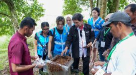 PT PLN Energi Primer Indonesia (PLN EPI) Bersama anak usahanya PT PLN Energi Gas mendorong pengembangan ekonomi hijau berbasis masyarakat melalui program Tanggung Jawab Sosial dan Lingkungan (TJSL) berupa pengembangan dan pendampingan budidaya madu kelulut (stingless bee) di Desa Tanjung Batu, Kecamatan Tenggarong Seberang, Kabupaten Kutai Kartanegara, Kalimantan Timur.