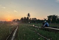 Melalui listrik PLN, produktivitas dan efisiensi para petani bawang di Desa Telle, Kabupaten Bone, Sulawesi Selatan semakin meningkat. Kehadiran energi listrik yang andal dan terjangkau berdampak positif bagi daya beli masyarakat dan pertumbuhan ekonomi nasional.