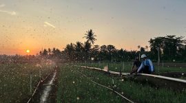 Melalui listrik PLN, produktivitas dan efisiensi para petani bawang di Desa Telle, Kabupaten Bone, Sulawesi Selatan semakin meningkat. Kehadiran energi listrik yang andal dan terjangkau berdampak positif bagi daya beli masyarakat dan pertumbuhan ekonomi nasional.