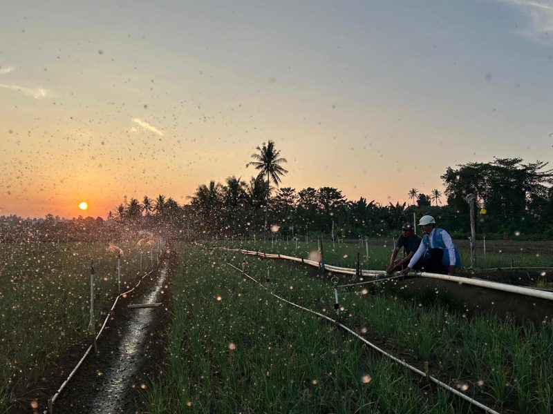 Melalui listrik PLN, produktivitas dan efisiensi para petani bawang di Desa Telle, Kabupaten Bone, Sulawesi Selatan semakin meningkat. Kehadiran energi listrik yang andal dan terjangkau berdampak positif bagi daya beli masyarakat dan pertumbuhan ekonomi nasional.