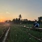 Melalui listrik PLN, produktivitas dan efisiensi para petani bawang di Desa Telle, Kabupaten Bone, Sulawesi Selatan semakin meningkat. Kehadiran energi listrik yang andal dan terjangkau berdampak positif bagi daya beli masyarakat dan pertumbuhan ekonomi nasional.