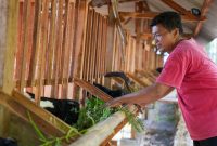 Program budidaya kambing perah Peranakan Etawa (PE) yang dikembangkan PT PLN Energi Primer Indonesia (PLN EPI) melalui Program Tanggung Jawab Sosial dan Lingkungan (TJSL) Desa Berdaya Energi mulai menunjukkan dampak nyata bagi masyarakat di Kabupaten Gunungkidul, Daerah Istimewa Yogyakarta.