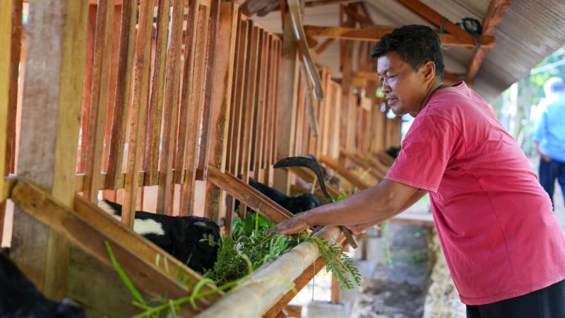 Program budidaya kambing perah Peranakan Etawa (PE) yang dikembangkan PT PLN Energi Primer Indonesia (PLN EPI) melalui Program Tanggung Jawab Sosial dan Lingkungan (TJSL) Desa Berdaya Energi mulai menunjukkan dampak nyata bagi masyarakat di Kabupaten Gunungkidul, Daerah Istimewa Yogyakarta.