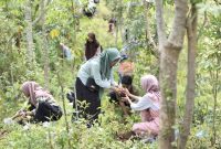 Pengembangan biomassa berkaitan erat dengan agenda pengurangan emisi karbon yaitu tanaman yang dikembangkan dapat dipanen dan dimanfaatkan sebagai bahan baku energi, kemudian dilakukan penanaman kembali.