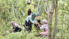 Pengembangan biomassa berkaitan erat dengan agenda pengurangan emisi karbon yaitu tanaman yang dikembangkan dapat dipanen dan dimanfaatkan sebagai bahan baku energi, kemudian dilakukan penanaman kembali.