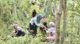 Pengembangan biomassa berkaitan erat dengan agenda pengurangan emisi karbon yaitu tanaman yang dikembangkan dapat dipanen dan dimanfaatkan sebagai bahan baku energi, kemudian dilakukan penanaman kembali.