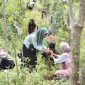 Pengembangan biomassa berkaitan erat dengan agenda pengurangan emisi karbon yaitu tanaman yang dikembangkan dapat dipanen dan dimanfaatkan sebagai bahan baku energi, kemudian dilakukan penanaman kembali.