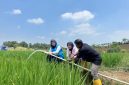 Program Electrifying Agriculture menjadi bentuk dukungan PLN kepada Kelompok Tani Berkah Sakabeh di Desa Cicau, Kabupaten Bekasi, dengan memanfaatkan energi listrik untuk sistem pengairan lahan pertanian. Penggunaan pompa berbasis listrik membantu memastikan kebutuhan air tetap terpenuhi, khususnya pada musim kemarau, sehingga kegiatan pertanian dapat berjalan lebih optimal dan efisien.
