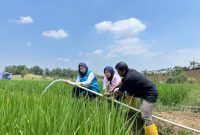Program Electrifying Agriculture menjadi bentuk dukungan PLN kepada Kelompok Tani Berkah Sakabeh di Desa Cicau, Kabupaten Bekasi, dengan memanfaatkan energi listrik untuk sistem pengairan lahan pertanian. Penggunaan pompa berbasis listrik membantu memastikan kebutuhan air tetap terpenuhi, khususnya pada musim kemarau, sehingga kegiatan pertanian dapat berjalan lebih optimal dan efisien.