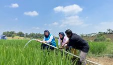 Program Electrifying Agriculture menjadi bentuk dukungan PLN kepada Kelompok Tani Berkah Sakabeh di Desa Cicau, Kabupaten Bekasi, dengan memanfaatkan energi listrik untuk sistem pengairan lahan pertanian. Penggunaan pompa berbasis listrik membantu memastikan kebutuhan air tetap terpenuhi, khususnya pada musim kemarau, sehingga kegiatan pertanian dapat berjalan lebih optimal dan efisien.