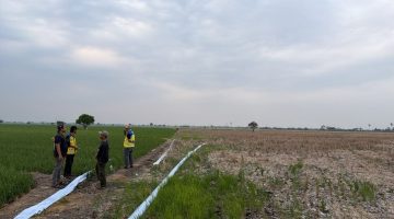Sawah Kekurangan Air, Pompa Dikerahkan di Bekasi hingga Cirebon